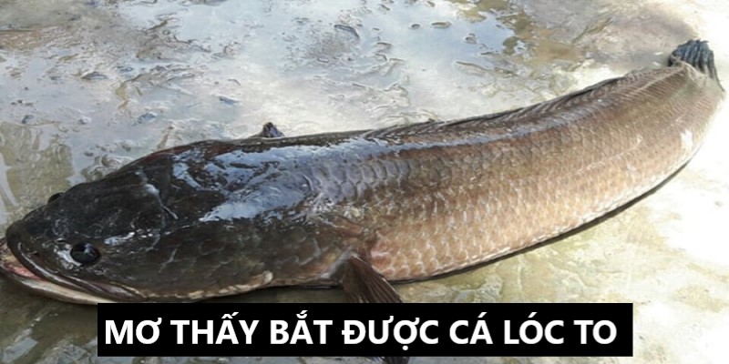 Mơ Thấy Bắt Được Cá Lóc To | 33win Giải Mã Giấc Mơ 1 mơ thấy bắt được cá lóc to