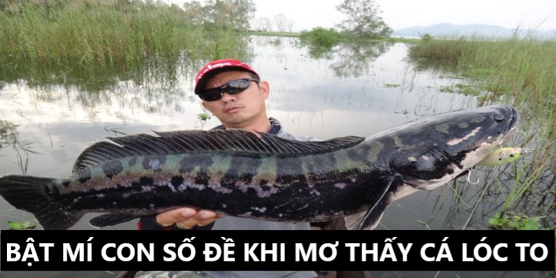 Mơ Thấy Bắt Được Cá Lóc To | 33win Giải Mã Giấc Mơ 4 Bật mí những số may mắn khi mơ thấy bắt được cá lóc to
