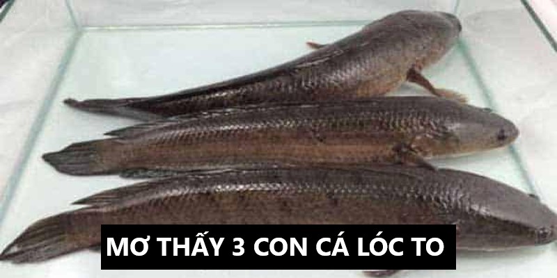 Mơ Thấy Bắt Được Cá Lóc To | 33win Giải Mã Giấc Mơ 3 Khi ngủ mơ thấy bắt được 3 con cá lóc to