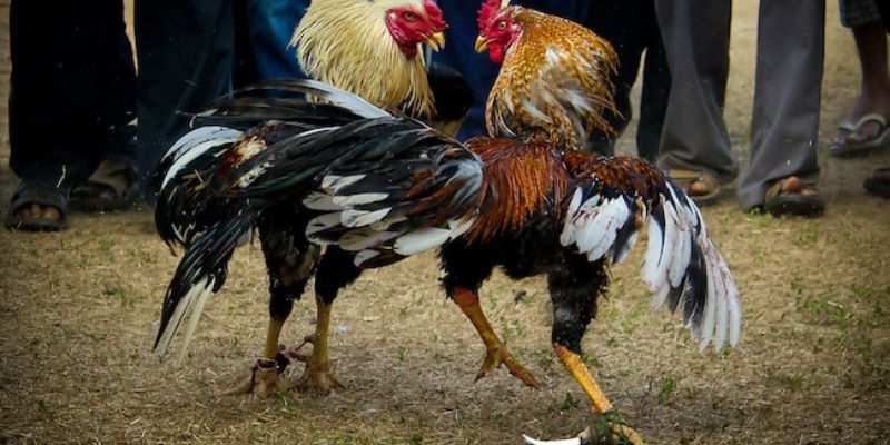 Đá Gà Mỹ Cựa Dao - Chiêm Ngưỡng Trận Chiến Đỉnh Cao 3 Đá gà Mỹ với cựa dao sắc bén