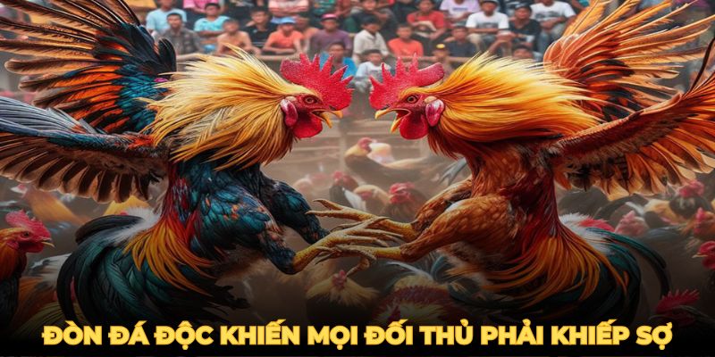 Gà Đá Đòn Độc - Mẹo Huấn Luyện Chiến Kê Bất Bại 2025 3 Những đòn đá độc khiến mọi đối thủ phải khiếp sợ