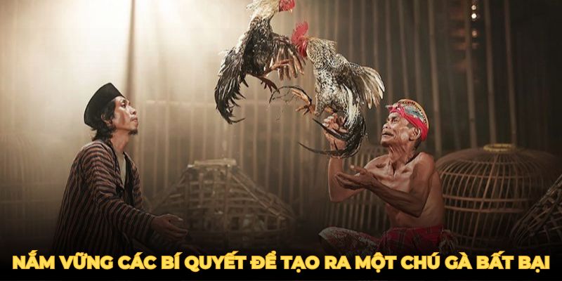 Gà Đá Đòn Độc - Mẹo Huấn Luyện Chiến Kê Bất Bại 2025 4 Nắm vững các bí quyết trên để tạo ra một chú gà đá đòn độc bất bại