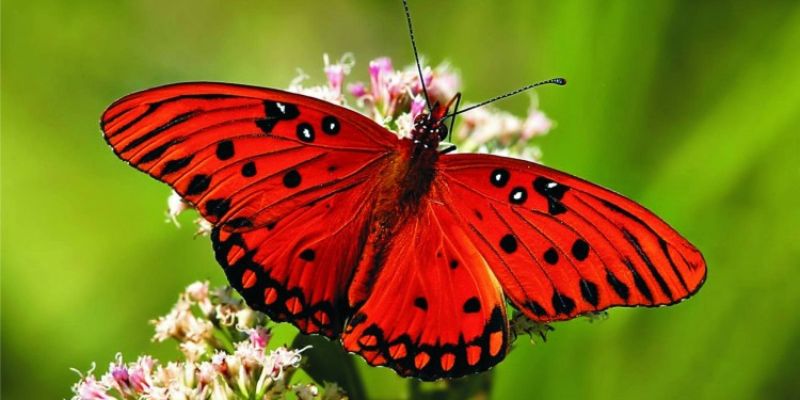 Giải Mã Giấc Mơ Thấy Bướm - Dự Báo Tương Lai Cùng 33win 2 Thông tin cơ bản về ý nghĩa của giấc mơ thấy bướm